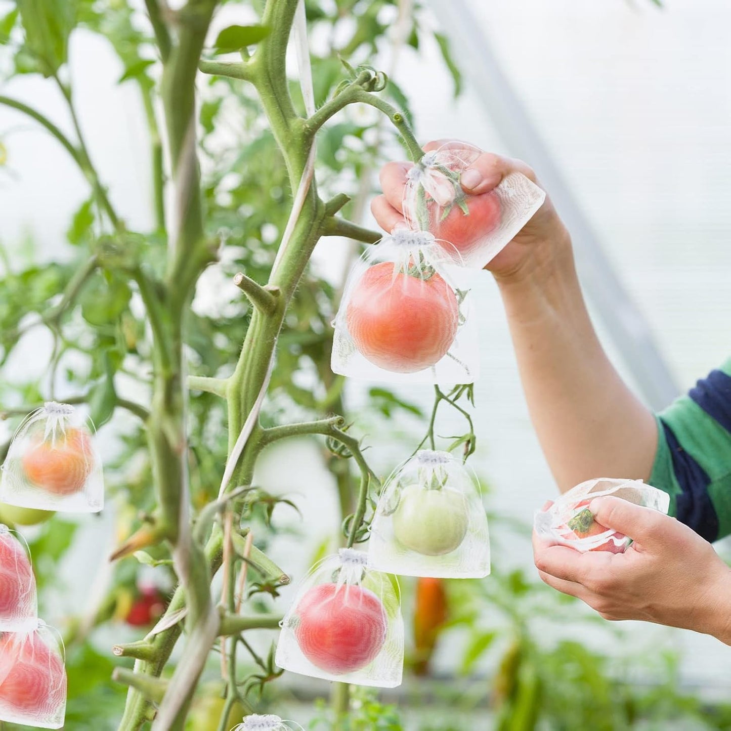 🔥Last Day 49% OFF🔥Fruit Protection Bags